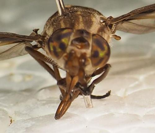 Réf. 276 784 : Chrysops tristis